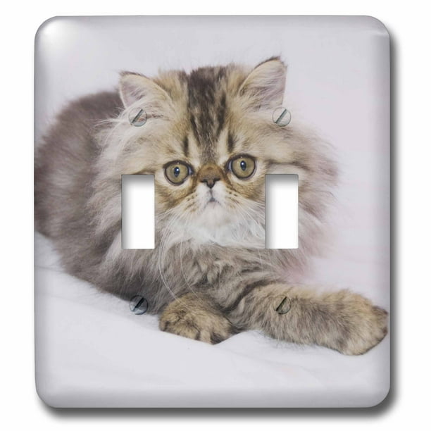 3dRose lsp_41309_2 Kitty Portrait Double Toggle Switch 3dRose lsp_41309_2 Kitty Portrait Double Toggle Switch